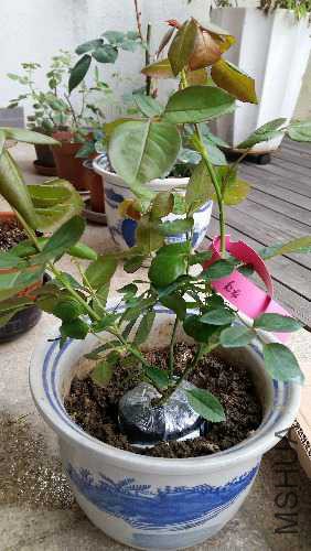 20160517_074608.jpg