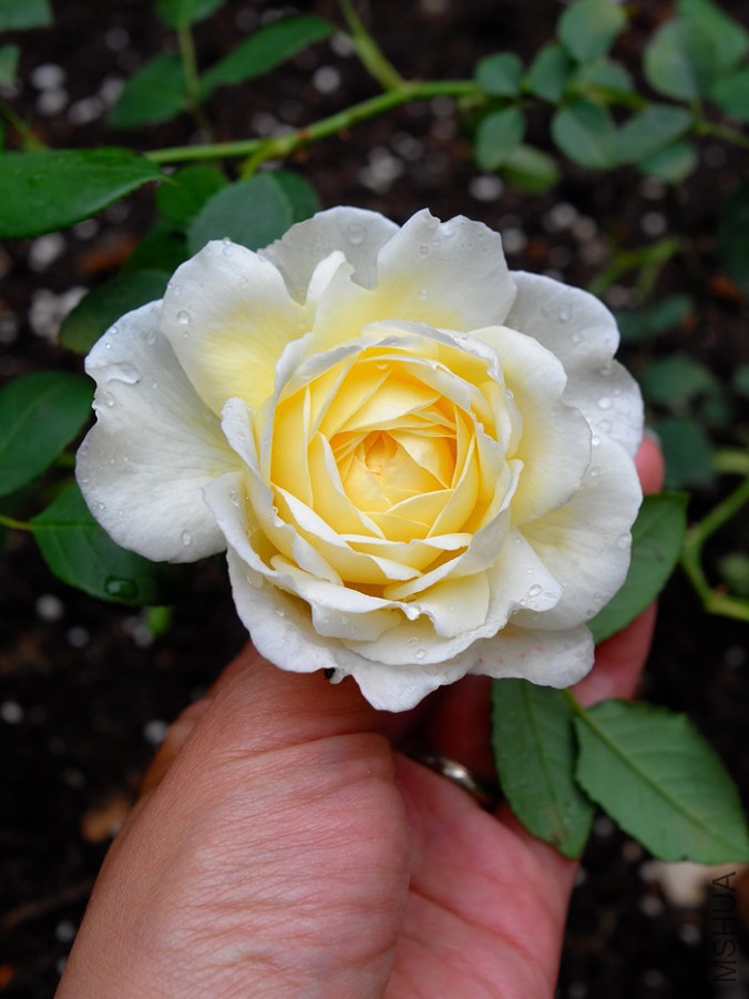 ��������˹͡.jpg