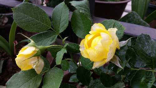 20160514_114434.jpg