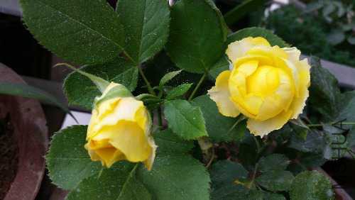 20160514_113113.jpg