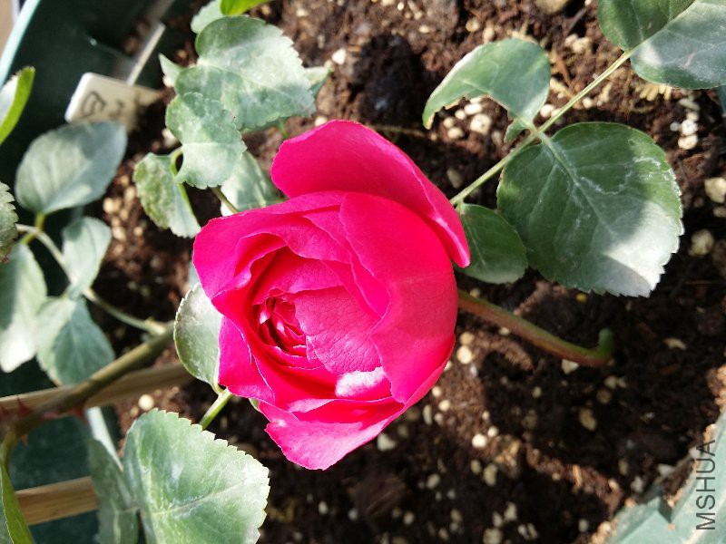20160426_121001.jpg
