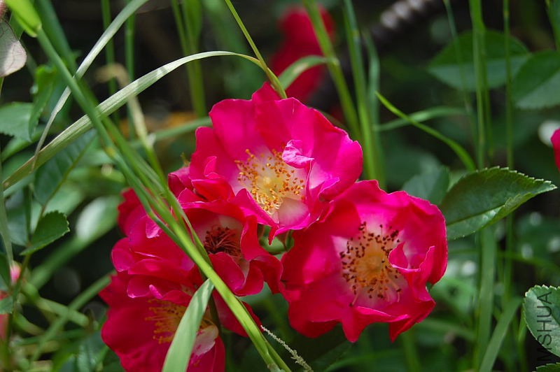 DSC_37940056.JPG