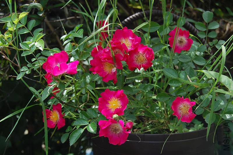 DSC_38090071.JPG