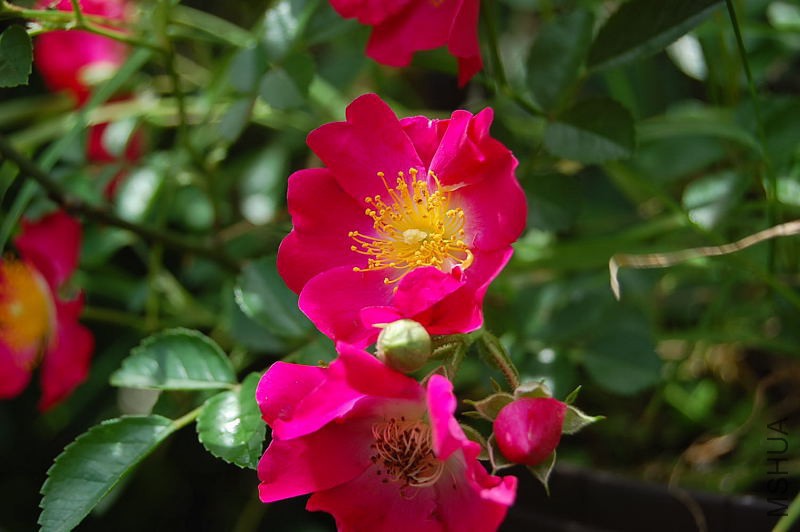 DSC_37980060.JPG