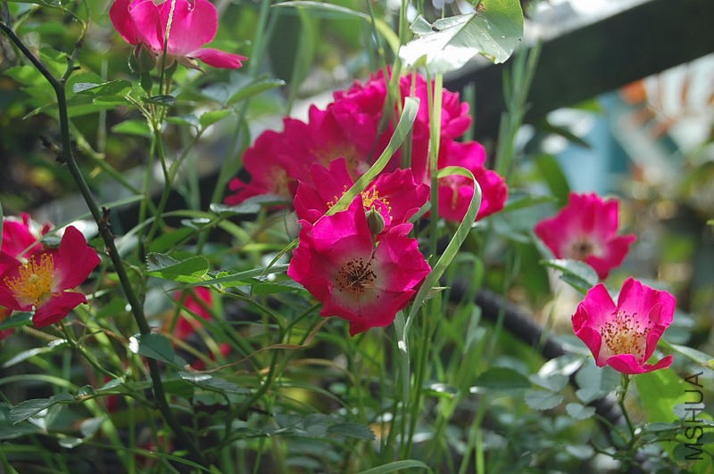 DSC_37860048.JPG