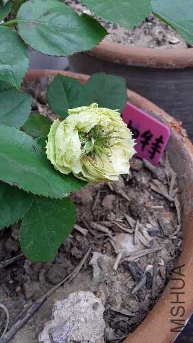 20160518_092147.jpg