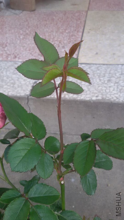 �ϴγ�������֦��������С������1.jpg