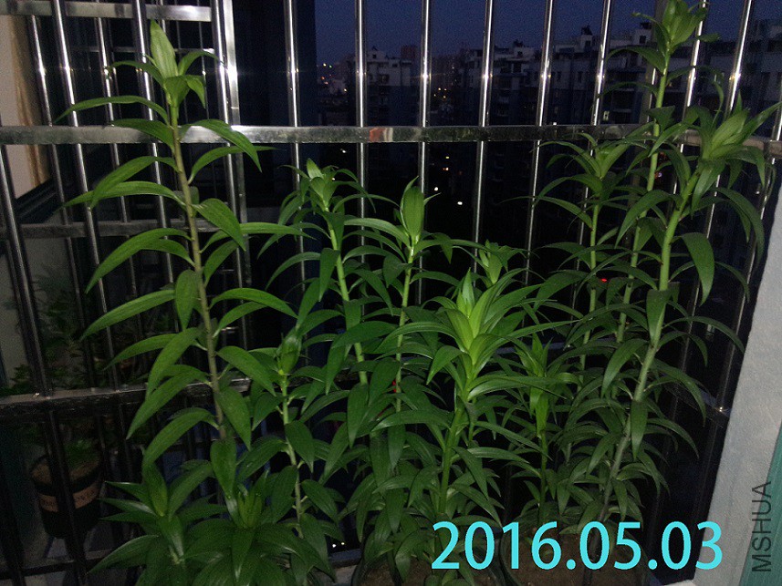 P60503-185737.jpg