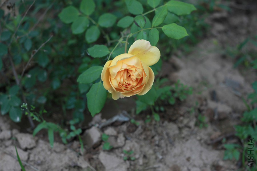 IMG_0317.jpg