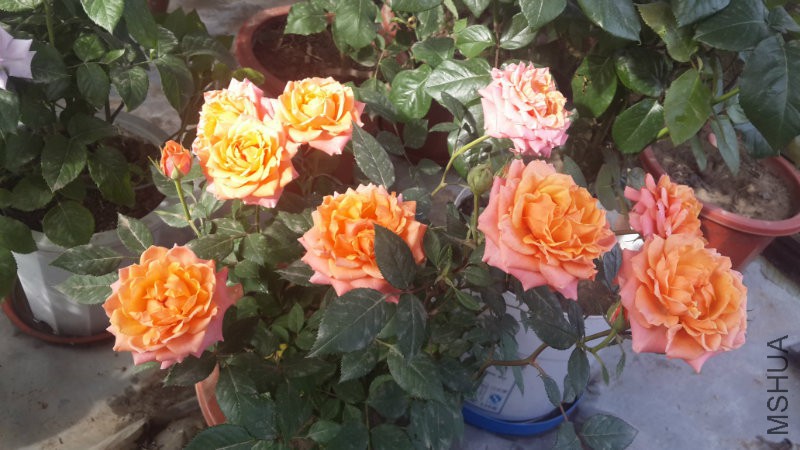 20160515_080328.jpg