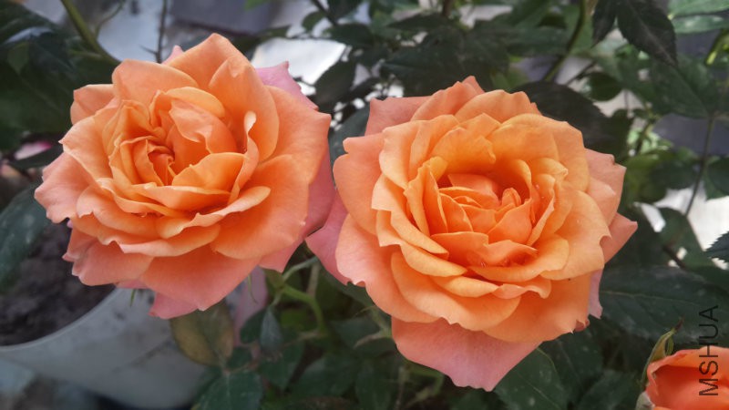 20160515_075053.jpg