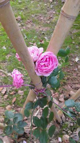 IMG_20151004_135407.jpg