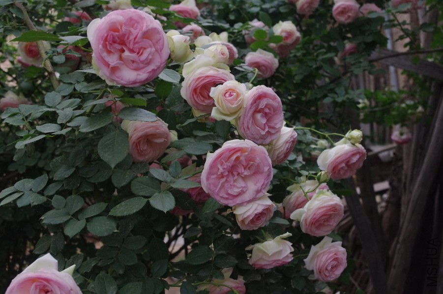 IMGP6016_����.jpg