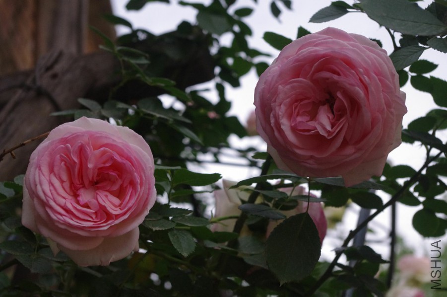 IMGP5998_����.jpg