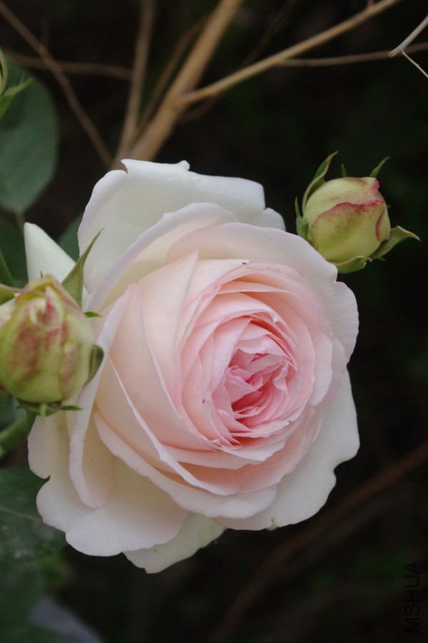 IMGP6007_����_����.jpg