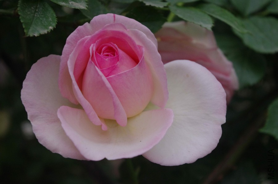 IMGP6011_����.jpg