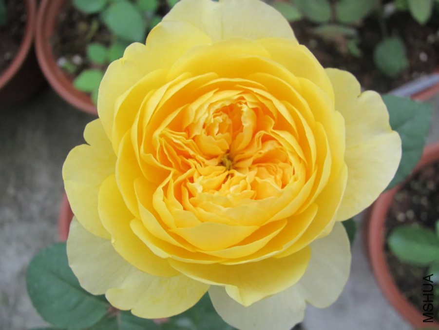 ���ϴ󣬰����ͣ�������ʱ���ǰ��ŵģ���ζŨ