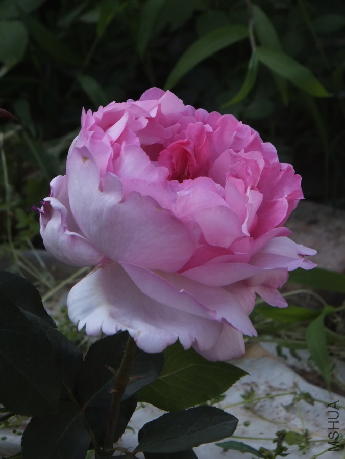 DSCF4026_����.jpg