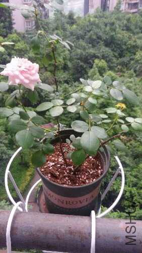 20160519_073050.jpg