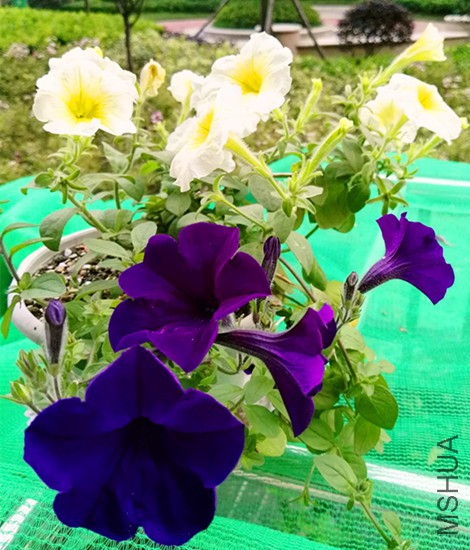 IMG_20160518_184904.jpg