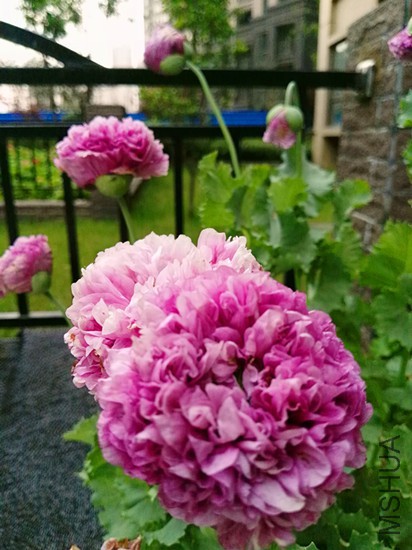 IMG_20160518_185628.jpg