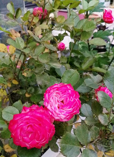 IMG_20160518_185759.jpg