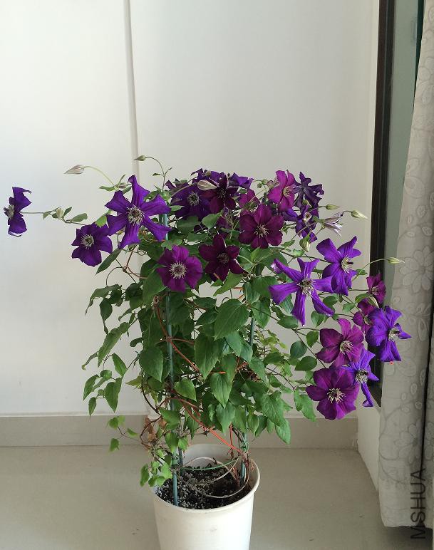 ���տ��� 2016.5.16a.JPG