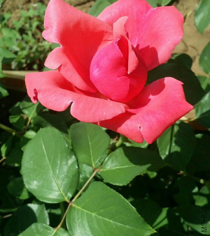 �ۺ�ɫ����