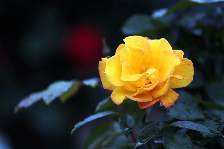 003027wf46quf6v95m9u4o_����.jpg