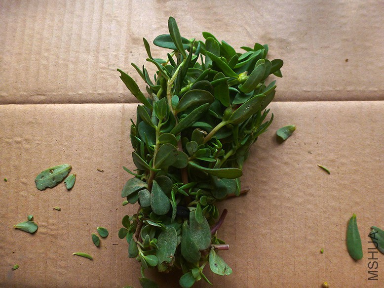 P1120770.jpg