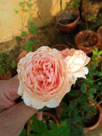 2345_image_file_copy_9.jpg