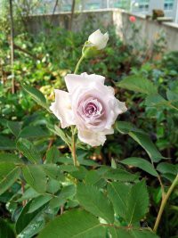 2345_image_file_copy_13.jpg