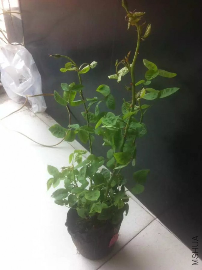 psb (2).jpg