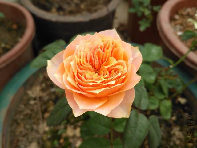 ������С IMG_20160518_165933.jpg