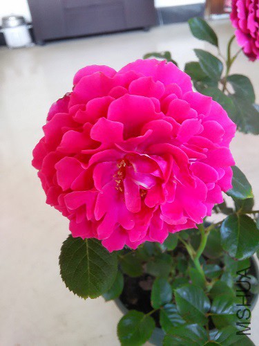 IMG20160517171645.jpg