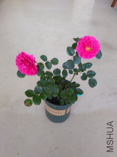 IMG20160517171700.jpg