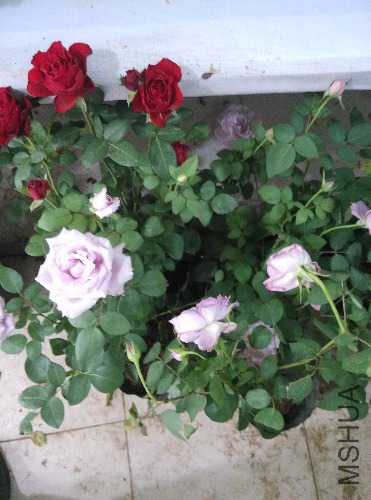 IMG_20160507_104207.jpg
