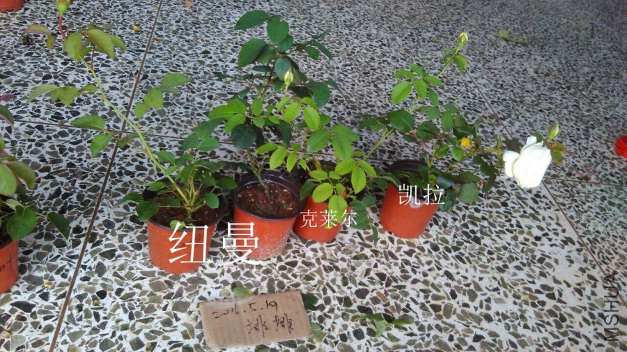 QQͼƬ20160519182249.jpg