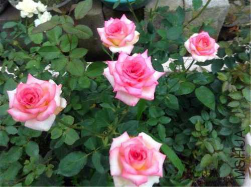 2015-06-16 184939.jpg