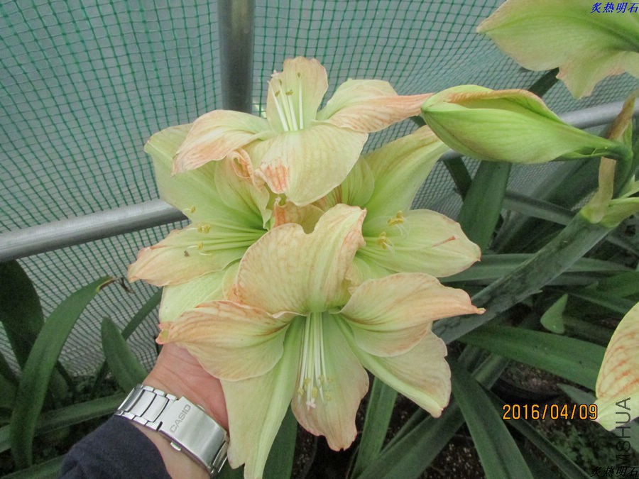 IMG_3825_nEO_IMG.jpg