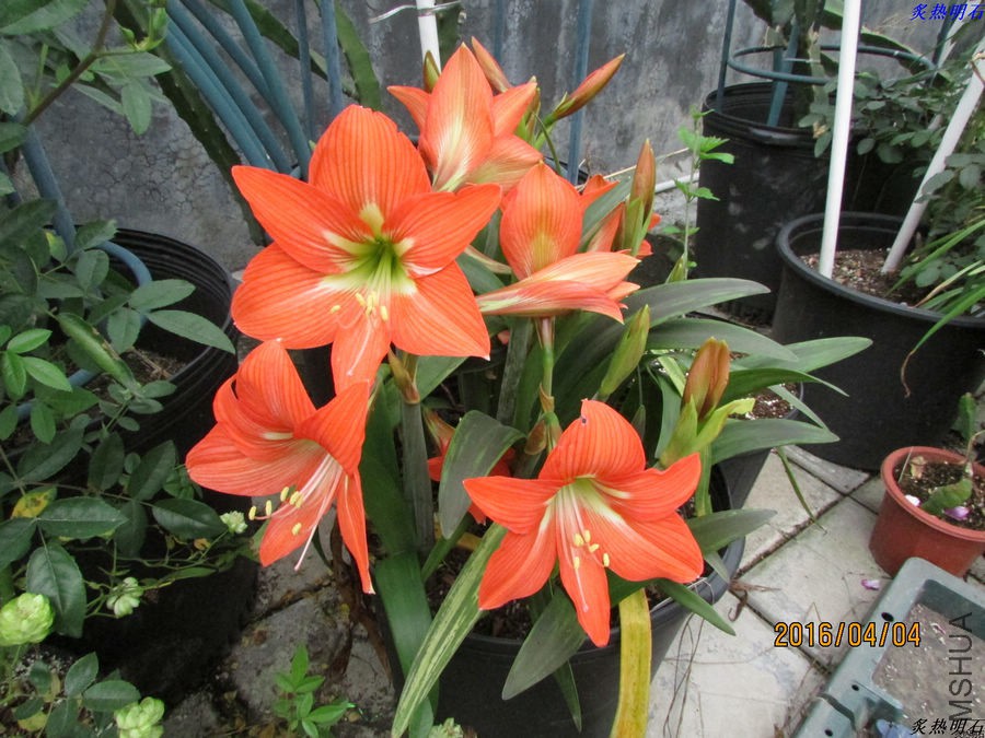 IMG_3658_nEO_IMG.jpg