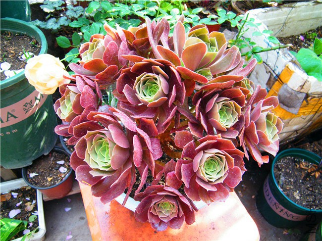 DSCF9049.JPG