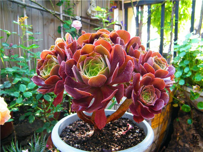 DSCF9050.JPG