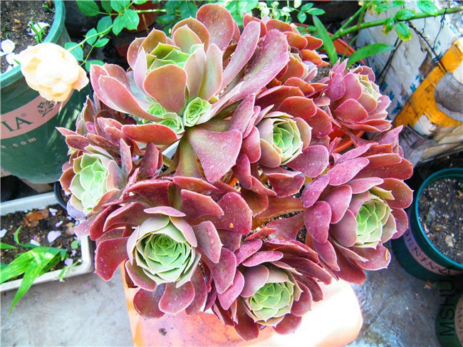 DSCF9051.JPG