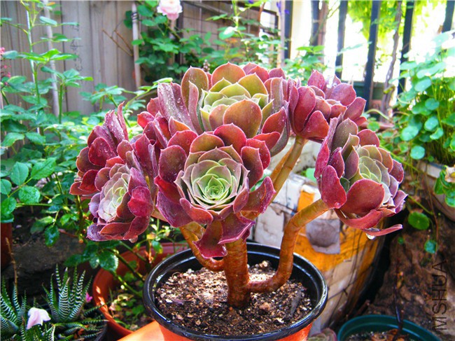 DSCF9055.JPG