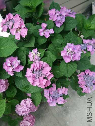 IMG_20160518_141239.jpg