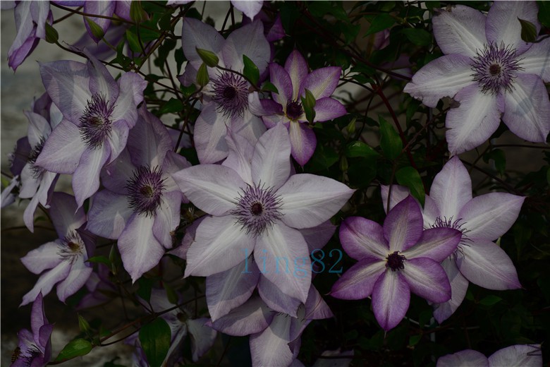 DSC_6572.jpg