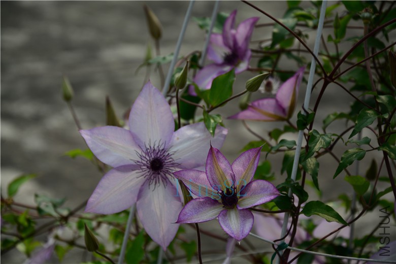 DSC_6576.jpg