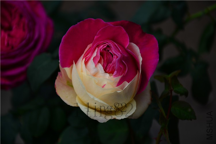 DSC_5321.jpg