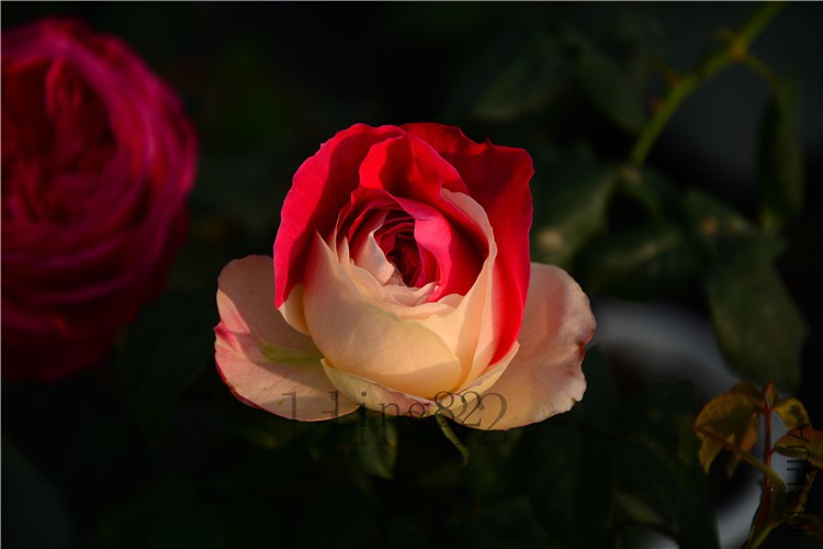 DSC_5242.jpg